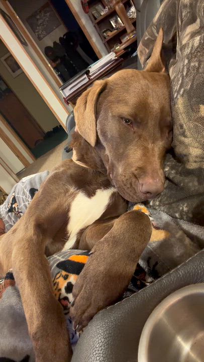 Enlarge River, a Adoptable mixed breed in Horse Shoe, NC video 2/6