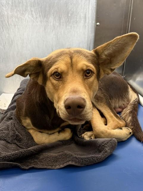 JODY, Adoptable, Young Male German Pinscher & Mixed Breed.