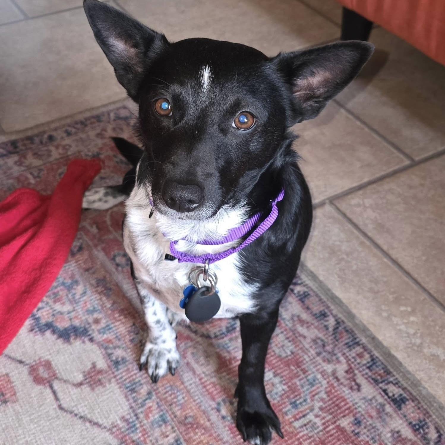 Mia, an adoptable Mixed Breed in Hillsborough, NJ image 2/4
