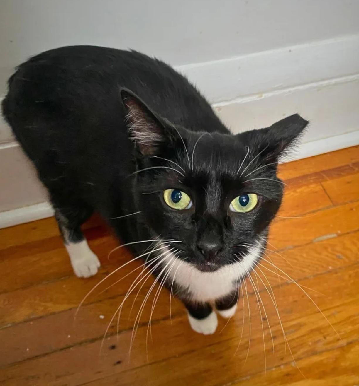 Charlie, Adoptable, Adult Female Tuxedo.