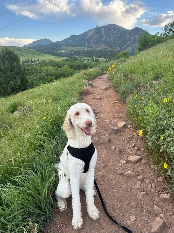 Enlarge Goose - adorable Poodle/Pyr boy, a Adoptable mixed breed in Boulder, CO image 1/6