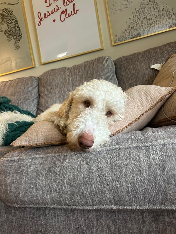 Enlarge Goose - adorable Poodle/Pyr boy, a Adoptable mixed breed in Boulder, CO image 2/6