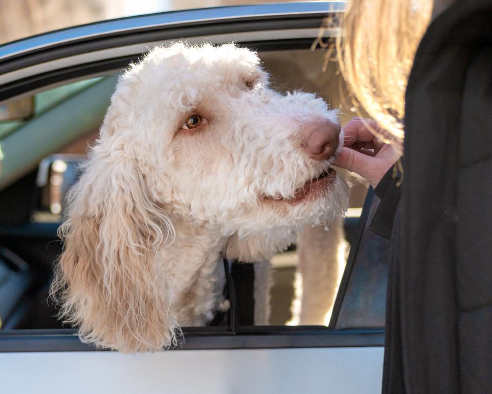 Goose - adorable Poodle/Pyr boy, Adoptable, Adult Male Standard Poodle & Great Pyrenees.