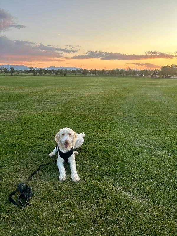 Enlarge Goose - adorable Poodle/Pyr boy, a Adoptable mixed breed in Boulder, CO image 3/6