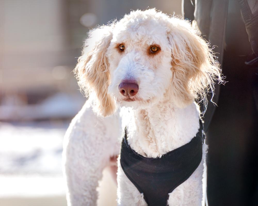 Enlarge Goose - adorable Poodle/Pyr boy, a Adoptable mixed breed in Boulder, CO image 5/6