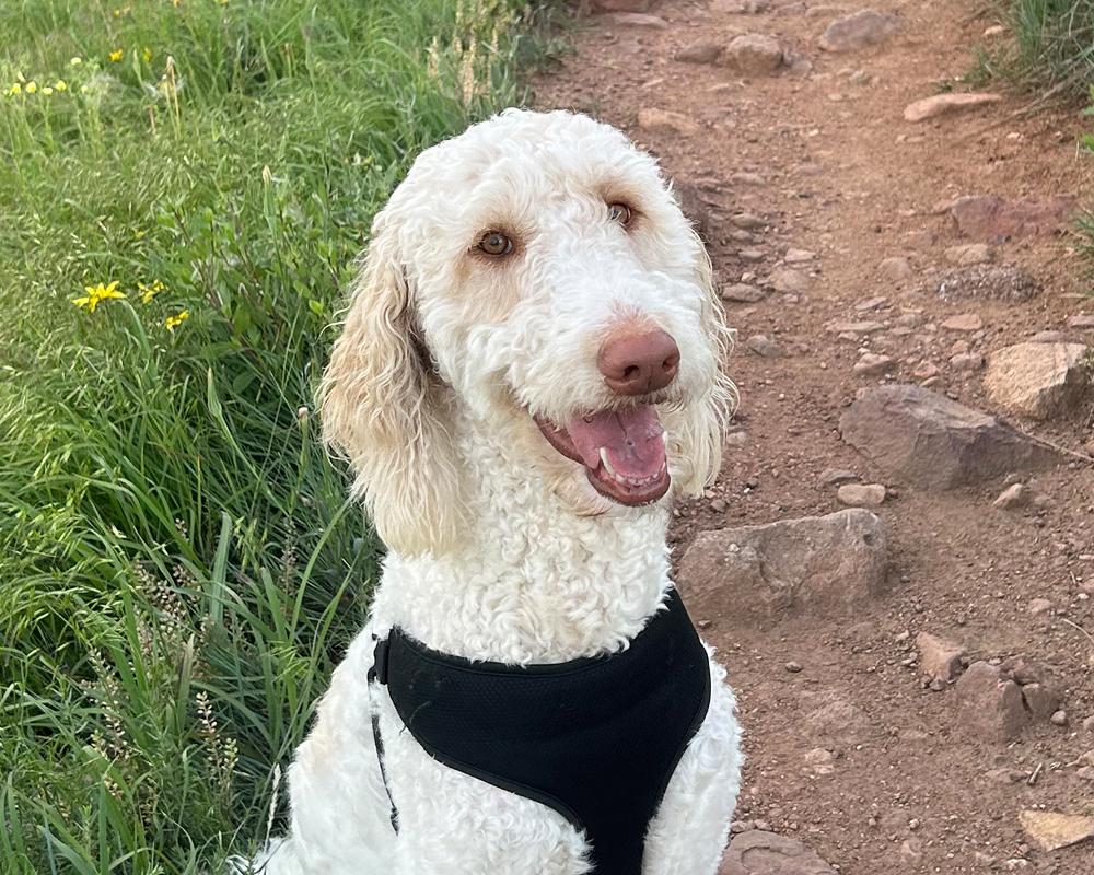Goose - adorable Poodle/Pyr boy