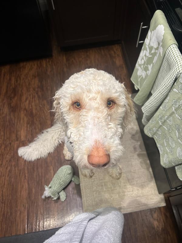 Goose - adorable Poodle/Pyr boy