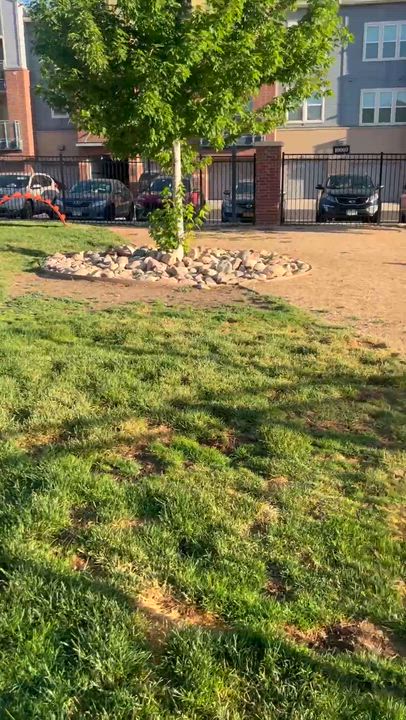 Enlarge Goose - adorable Poodle/Pyr boy, a Adoptable mixed breed in Boulder, CO video 6/6