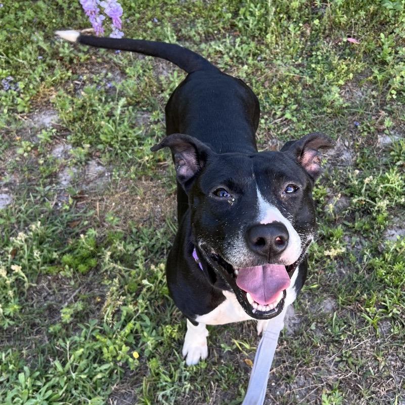 Enlarge Mila Mae, a Adoptable Mixed Breed in Jacksonville, FL image 1/6