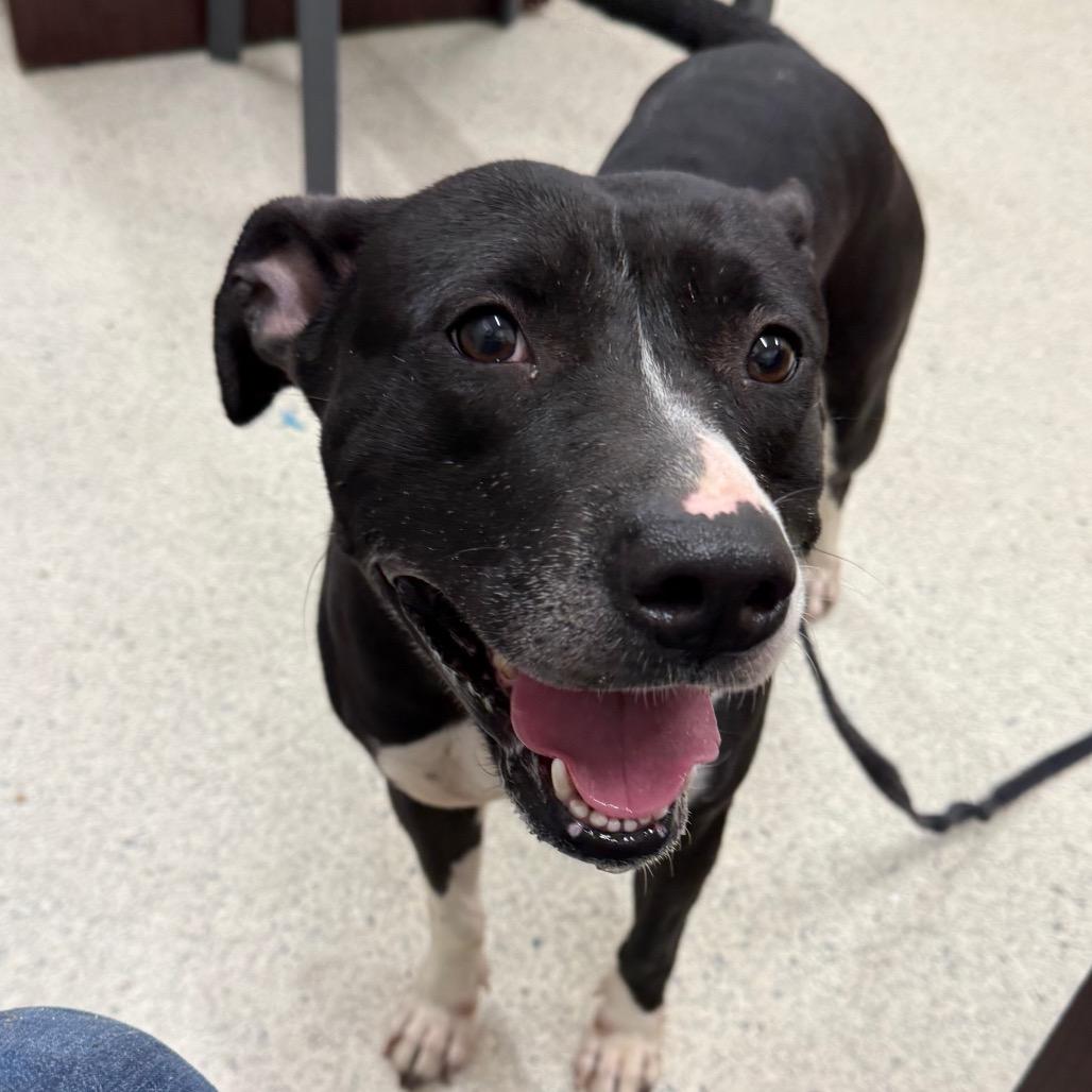 Enlarge Mila Mae, a Adoptable Mixed Breed in Jacksonville, FL image 2/6