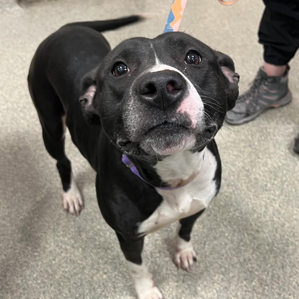 Enlarge Mila Mae, a Adoptable Mixed Breed in Jacksonville, FL image 4/6