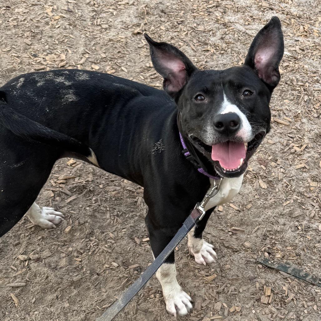 Enlarge Mila Mae, a Adoptable Mixed Breed in Jacksonville, FL image 5/6