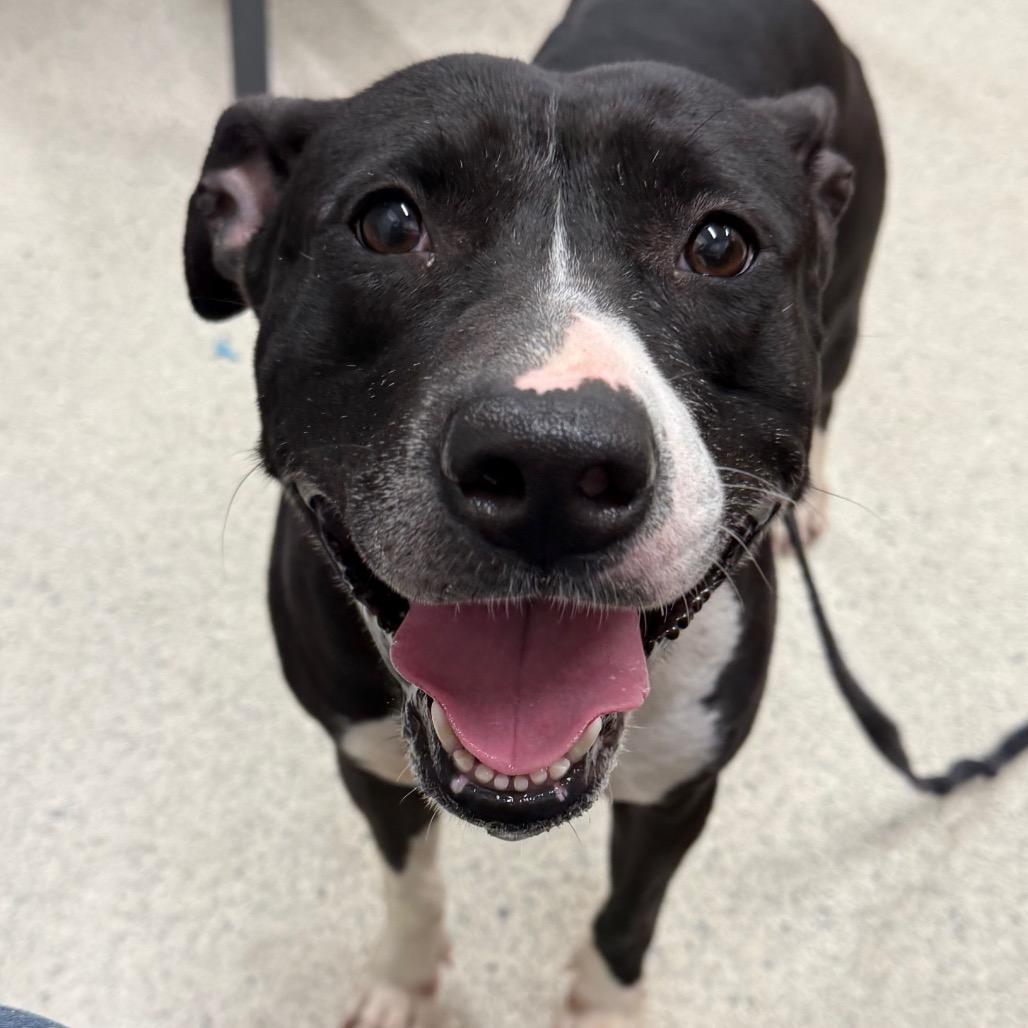 Enlarge Mila Mae, a Adoptable Mixed Breed in Jacksonville, FL image 6/6