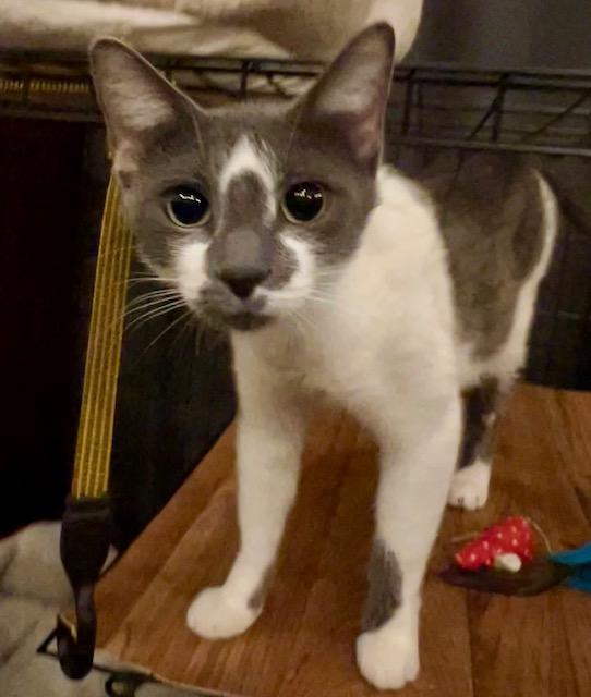 Enlarge LILLIAN, a Adoptable Domestic Short Hair in Lake Ozark, MO image 1/3