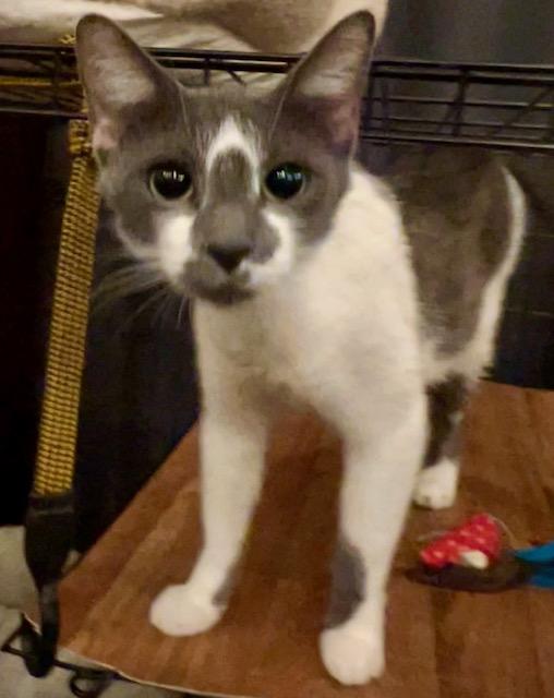 Enlarge LILLIAN, a Adoptable Domestic Short Hair in Lake Ozark, MO image 2/3