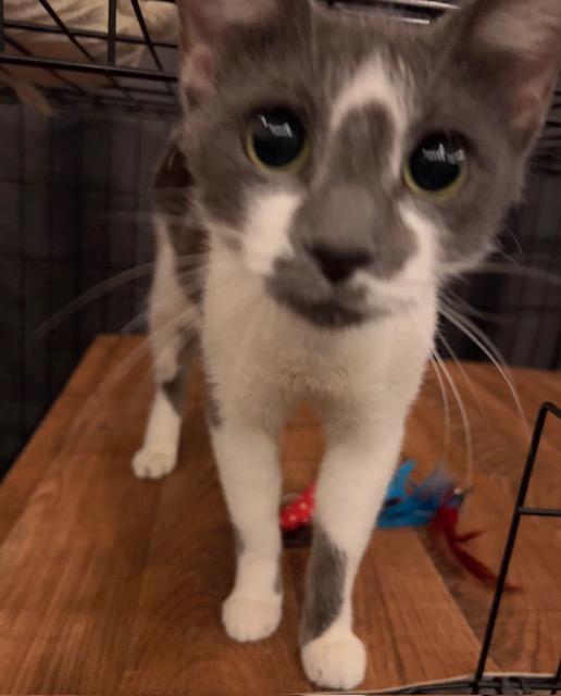 Enlarge LILLIAN, a Adoptable Domestic Short Hair in Lake Ozark, MO image 3/3