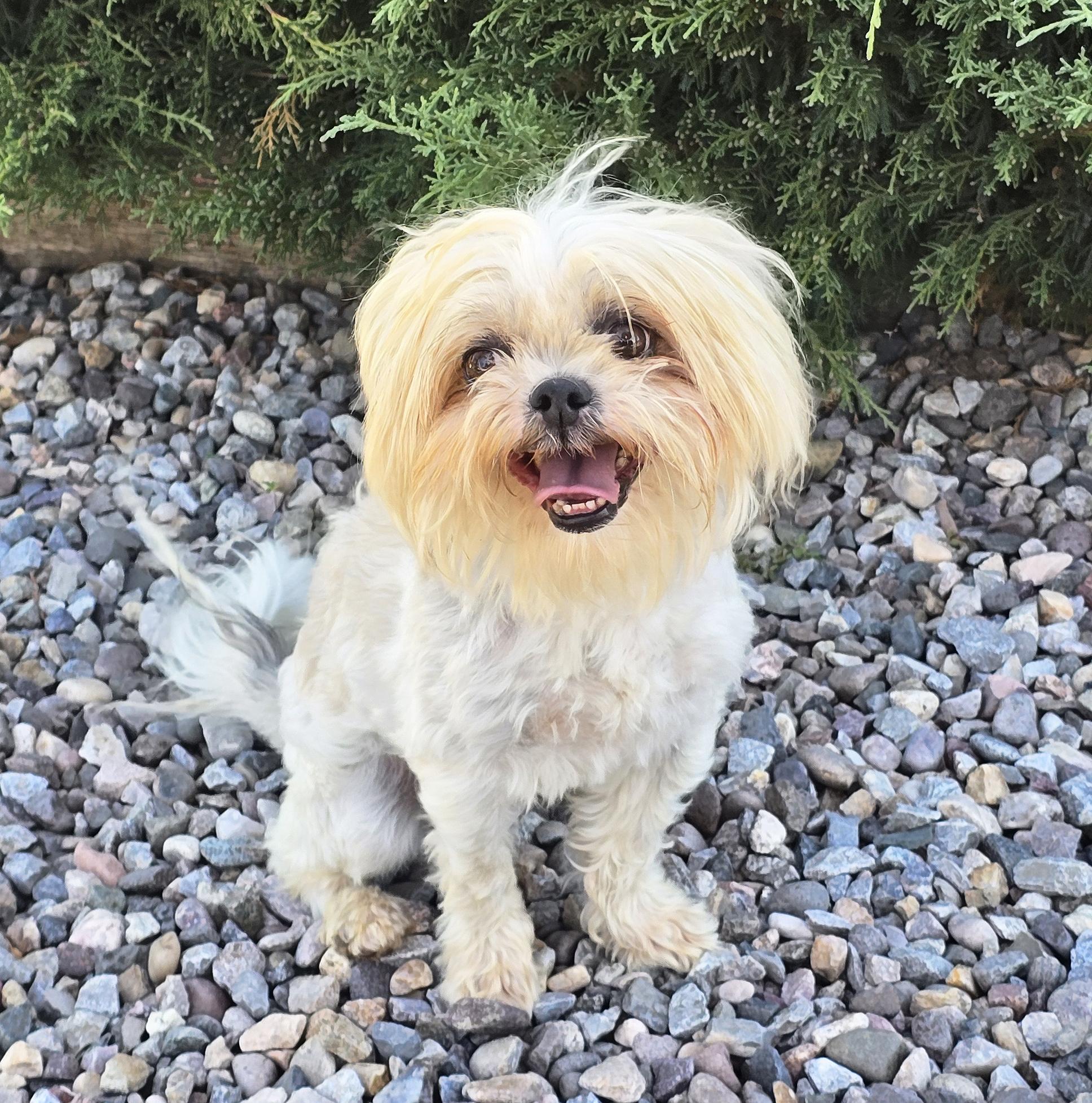 Yummy Lil Ms Yubi - Sizzling Shih Tzu, Adoptable, Young Female Shih Tzu.