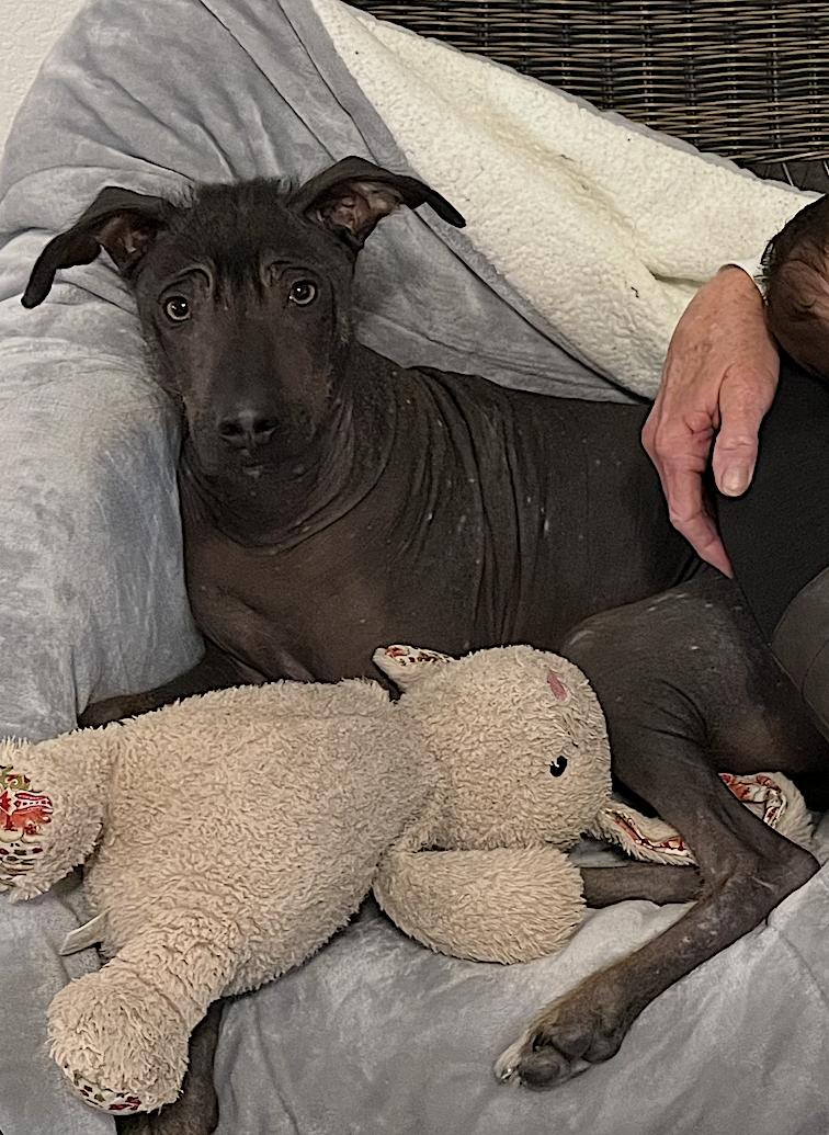 Nacho — thumbnail 2