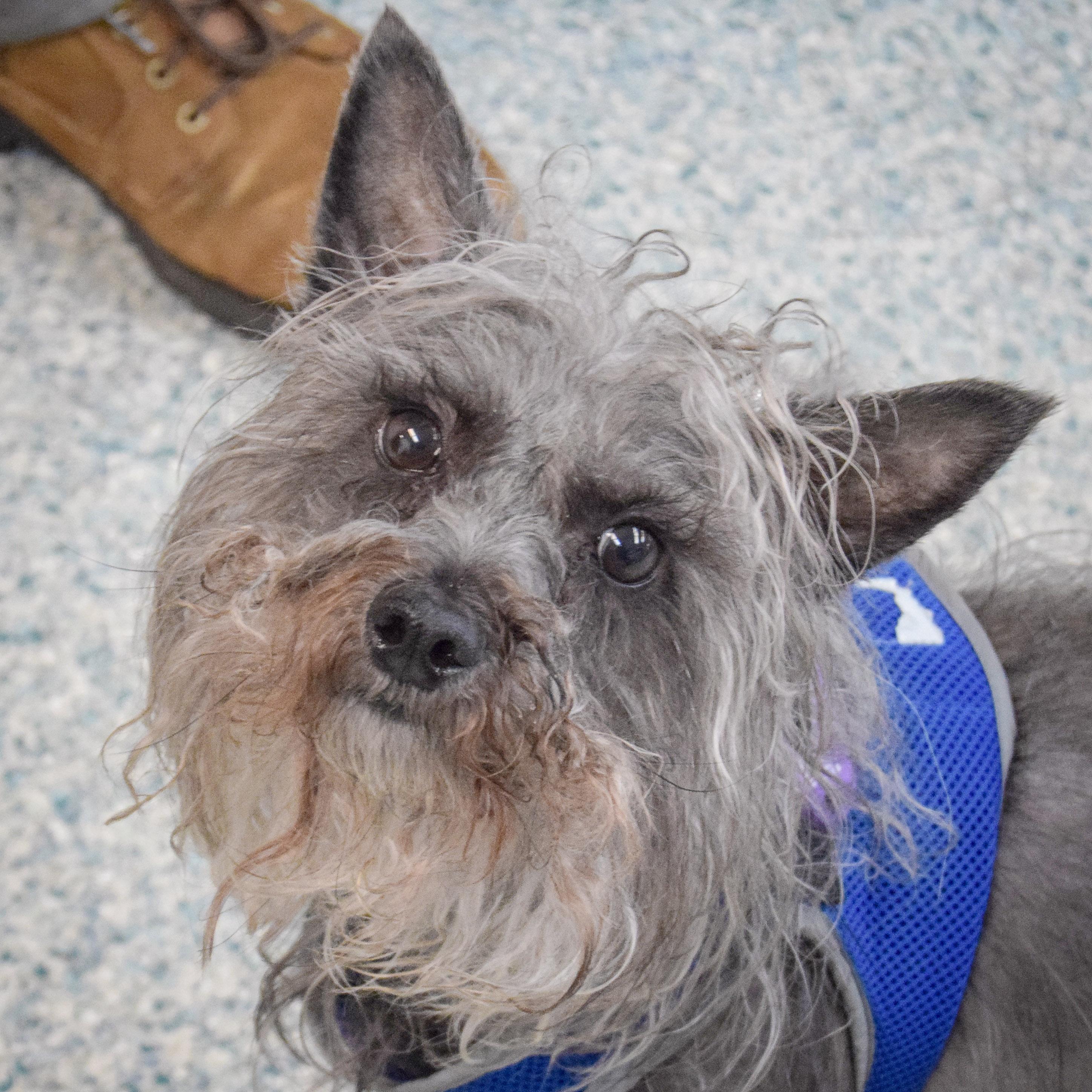 Enlarge Max, a ADOPTABLE mixed breed in Huntley, IL image 1/4