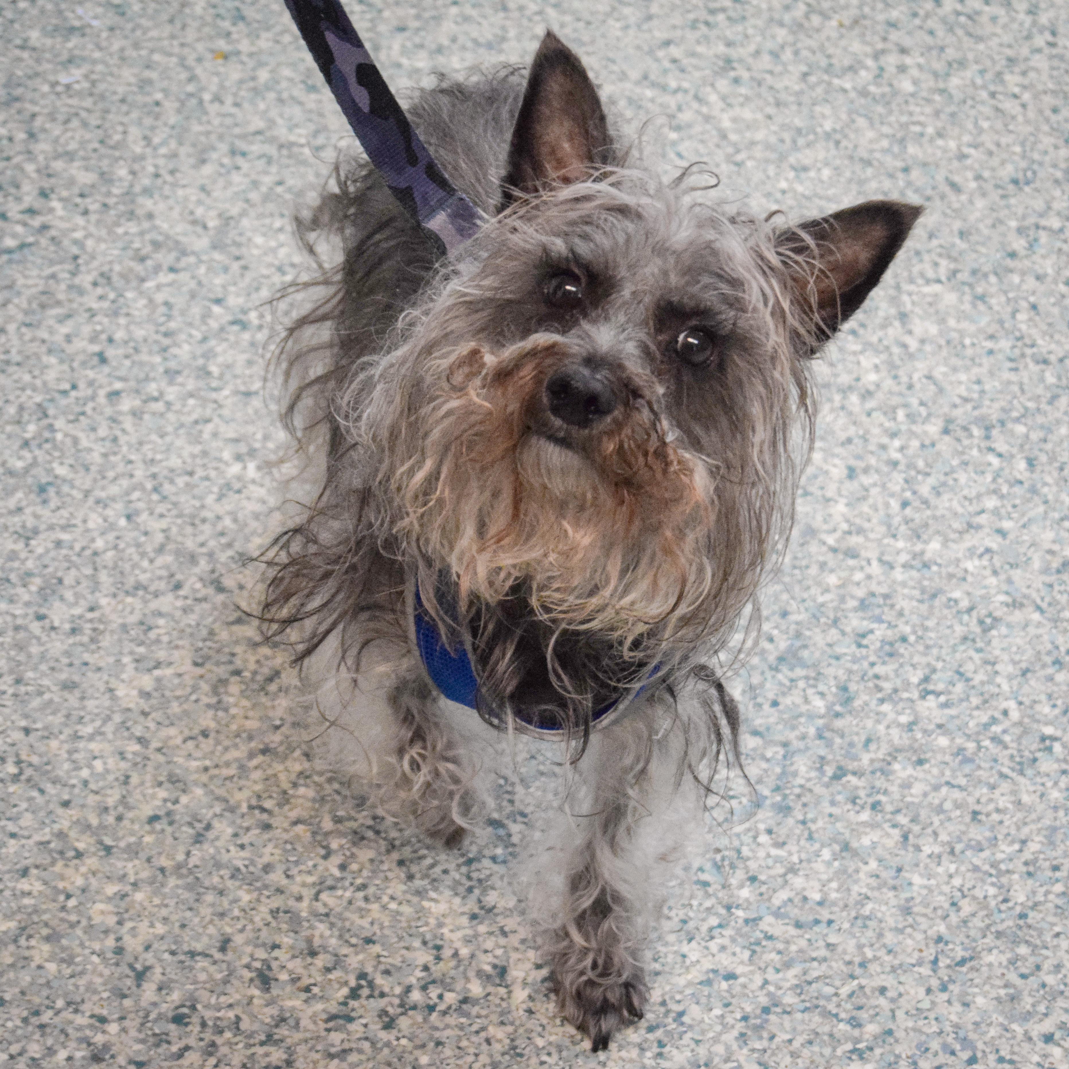 Enlarge Max, a ADOPTABLE mixed breed in Huntley, IL image 3/4