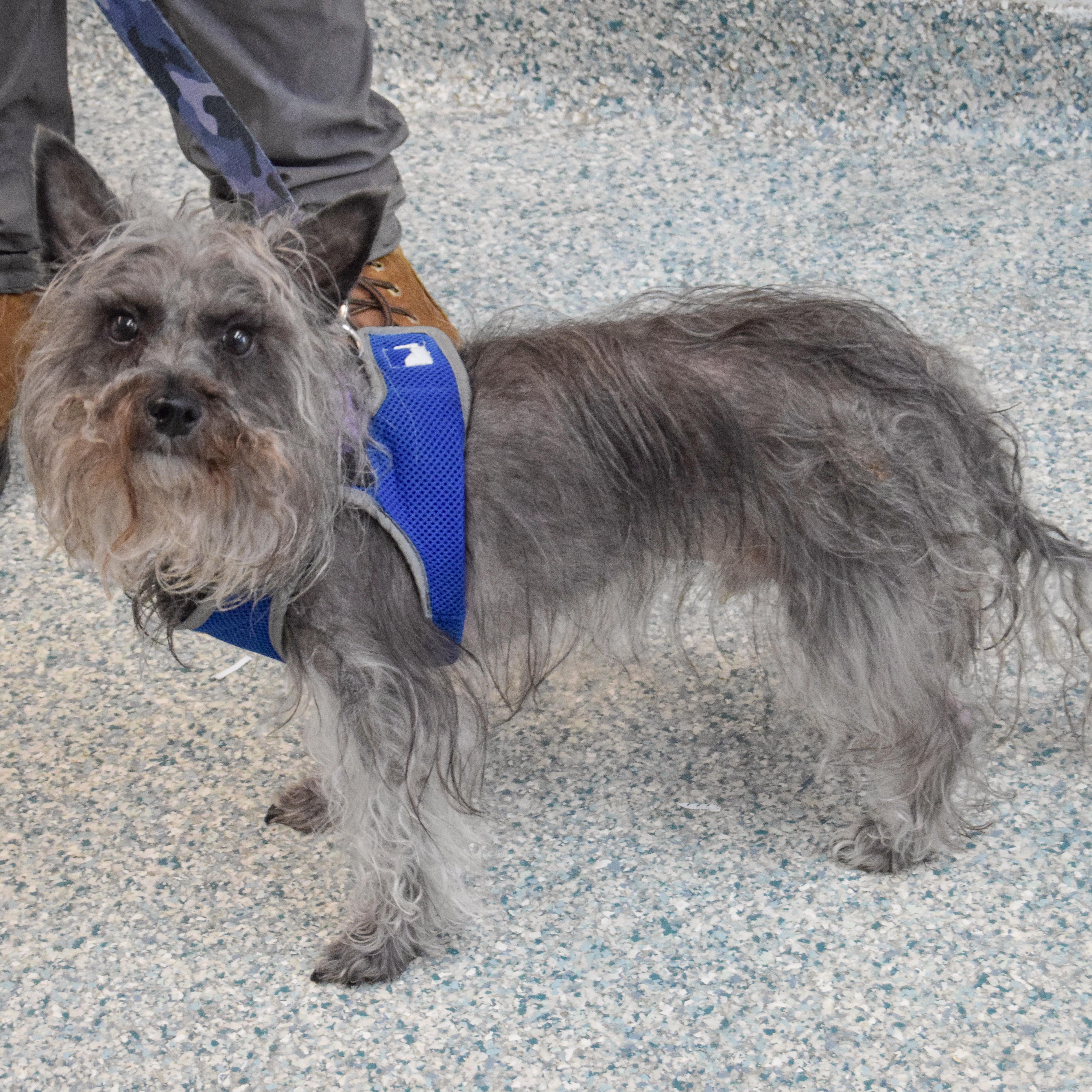 Enlarge Max, a ADOPTABLE mixed breed in Huntley, IL image 2/4