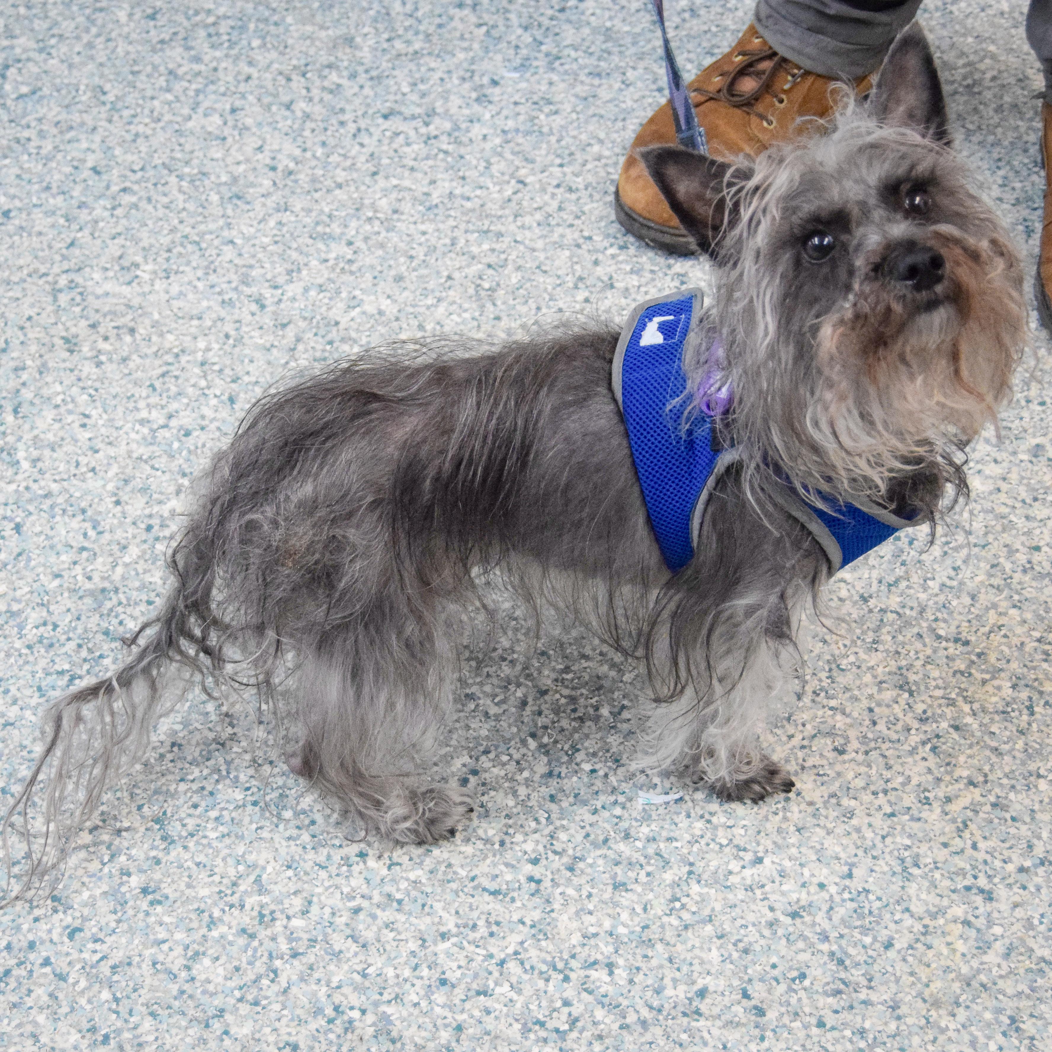 Enlarge Max, a ADOPTABLE mixed breed in Huntley, IL image 4/4