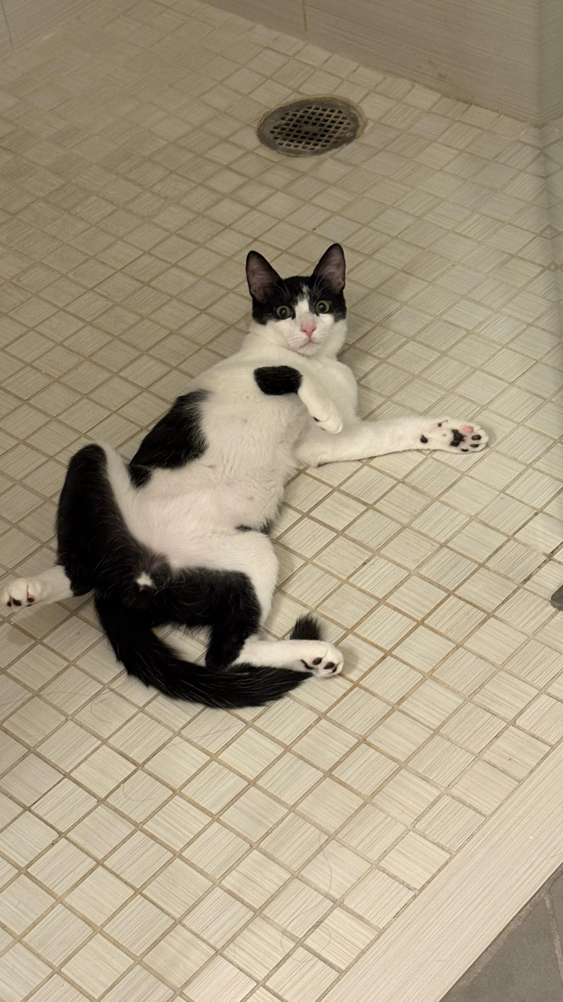 Enlarge Jimmy Olsen, a Adoptable Domestic Short Hair in Los Angeles, CA image 2/6