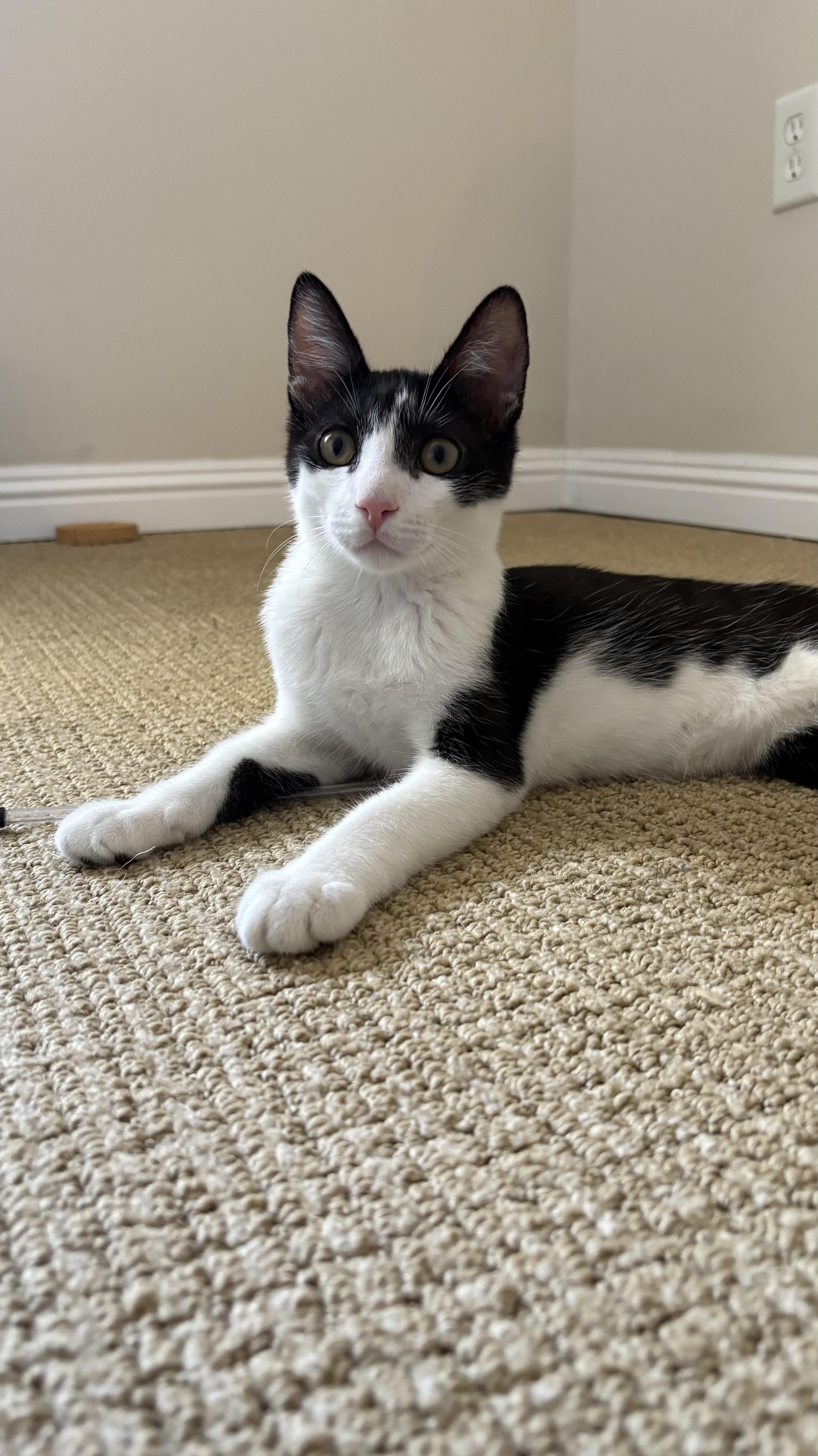Jimmy Olsen, Adoptable, Young Male Domestic Short Hair.