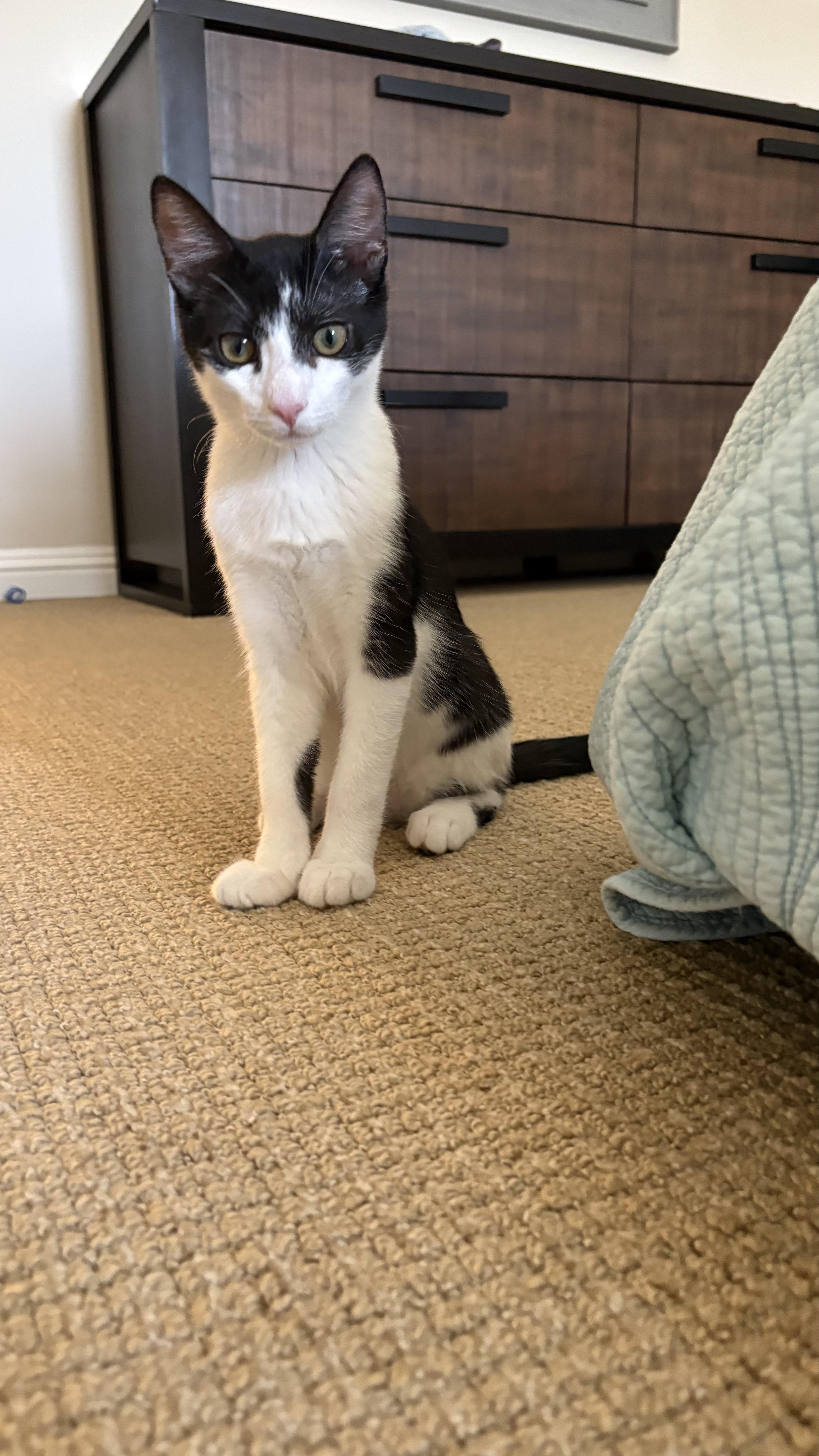 Enlarge Jimmy Olsen, a Adoptable Domestic Short Hair in Los Angeles, CA image 3/6