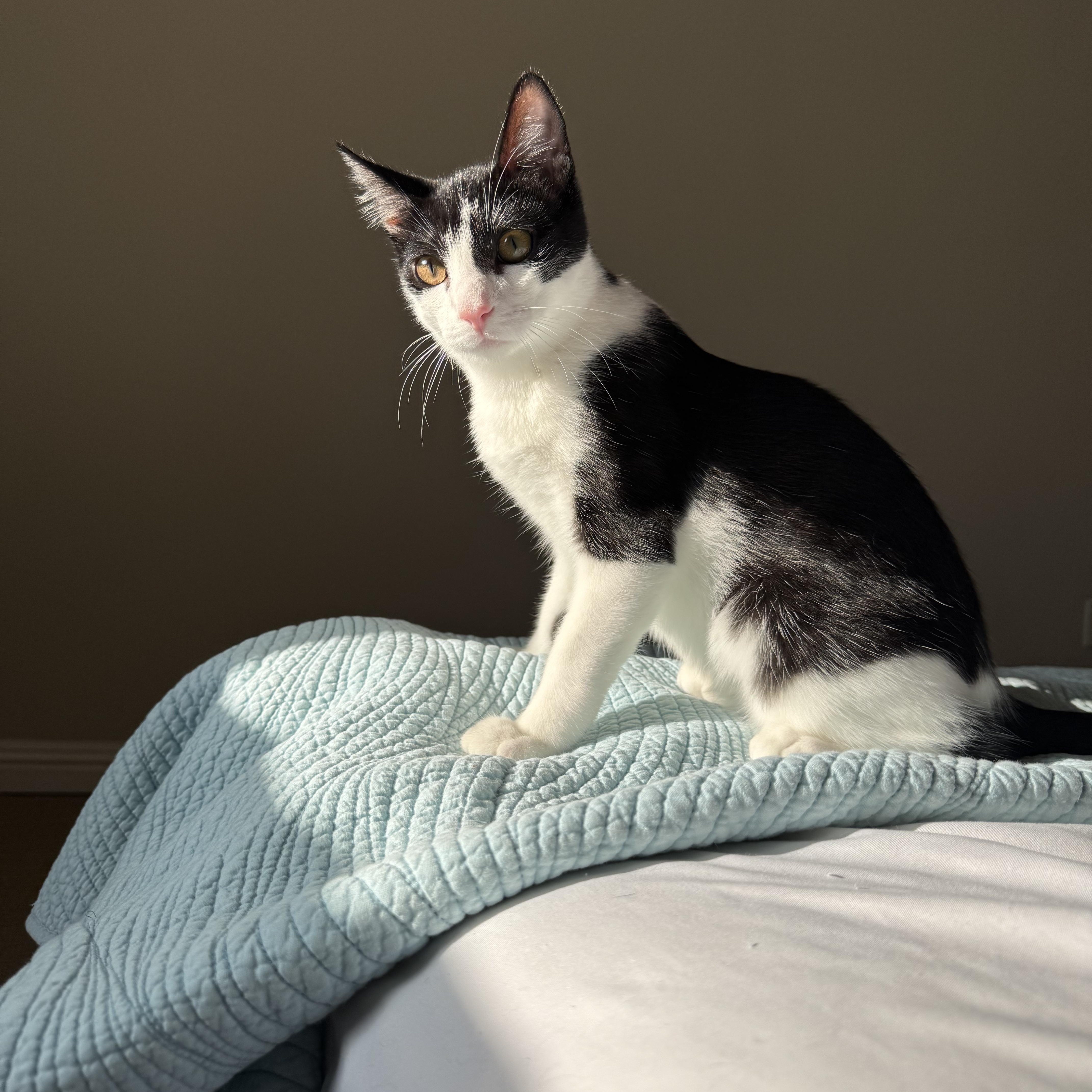 Enlarge Jimmy Olsen, a Adoptable Domestic Short Hair in Los Angeles, CA image 4/6
