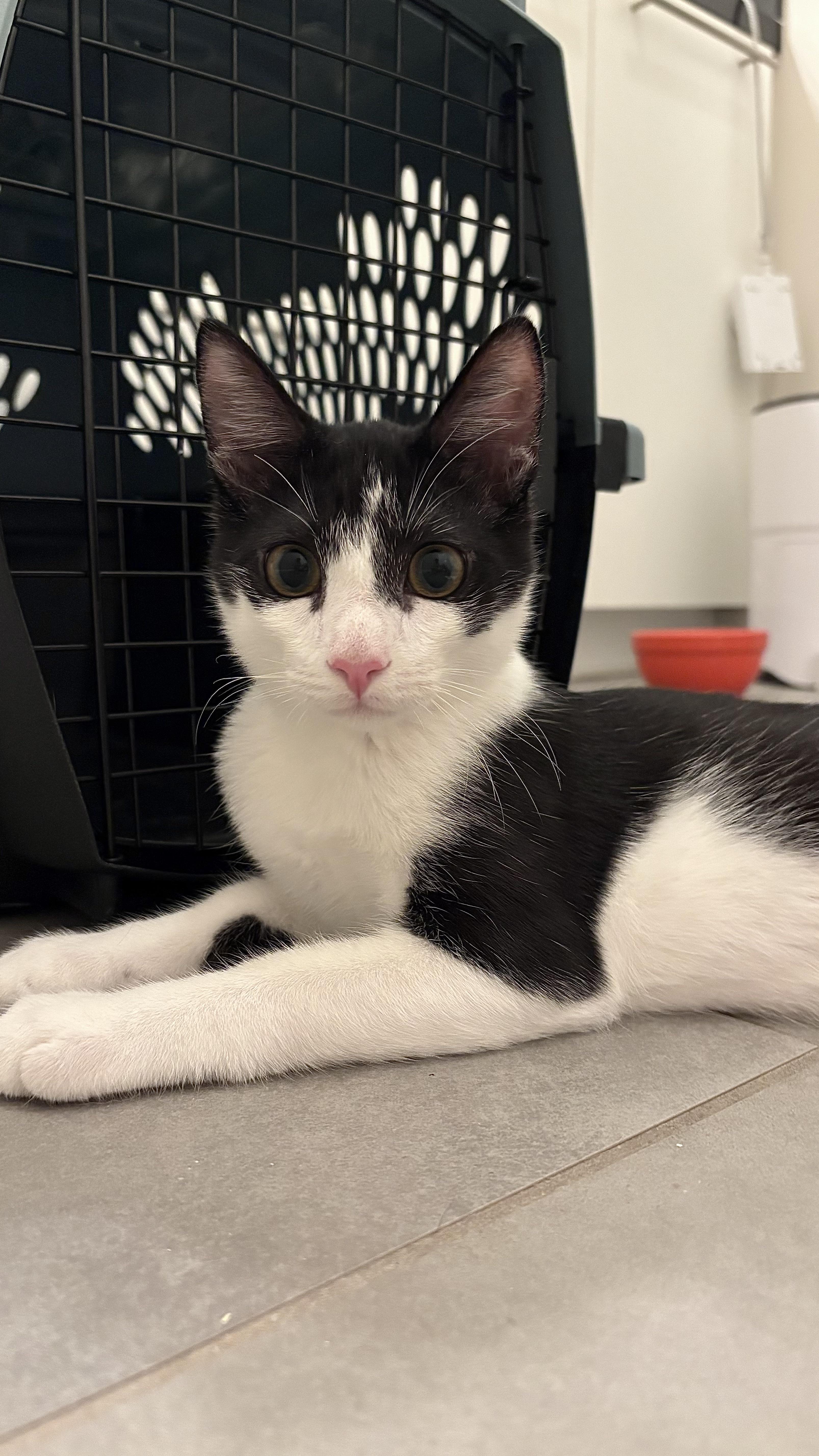 Enlarge Jimmy Olsen, a Adoptable Domestic Short Hair in Los Angeles, CA image 5/6