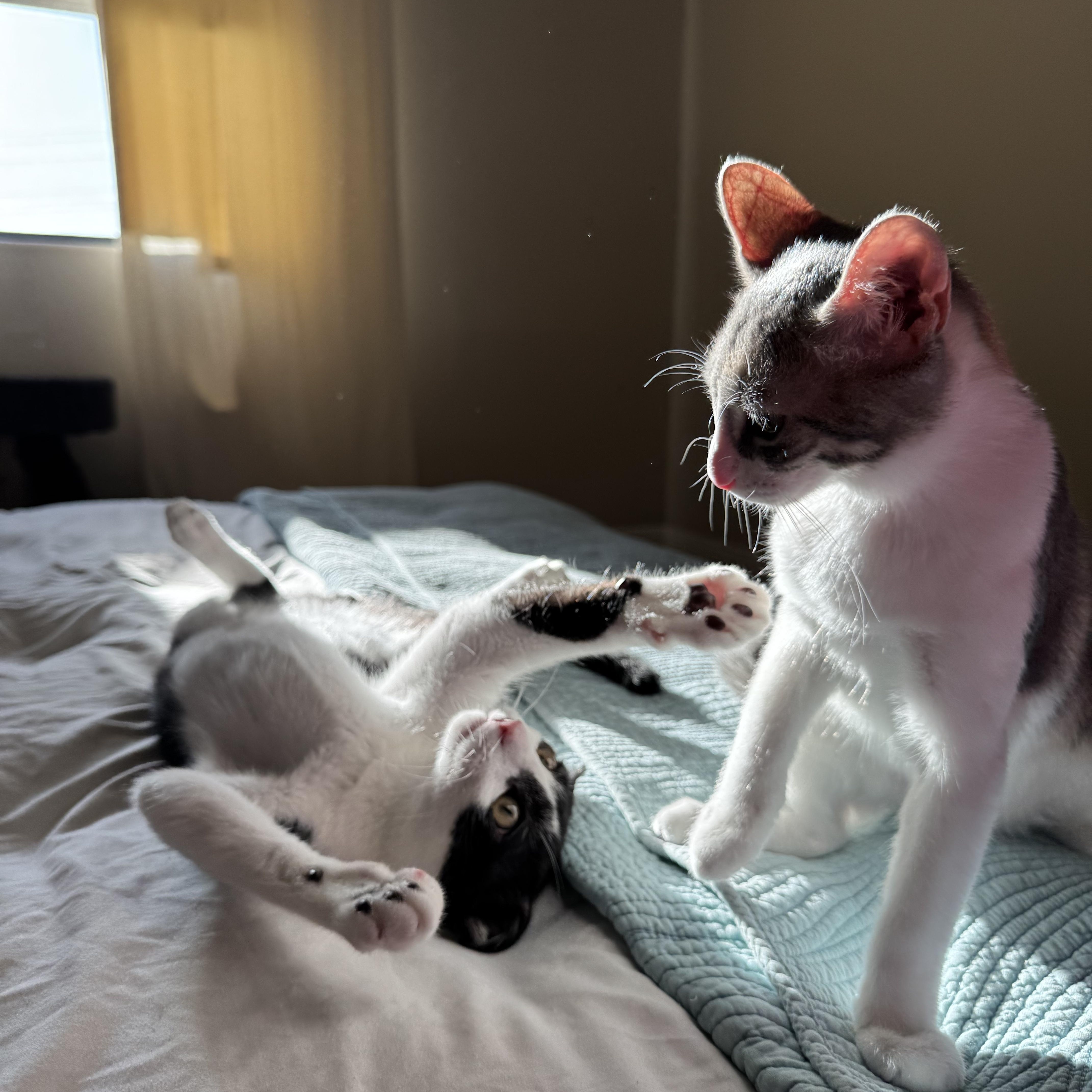 Enlarge Jimmy Olsen, a Adoptable Domestic Short Hair in Los Angeles, CA image 6/6