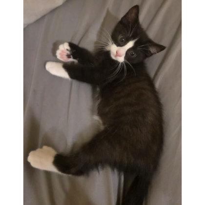 Jenny Everett, adopt with a sibling, Adoptable, Kitten Female Domestic Short Hair & Domestic Short Hair.
