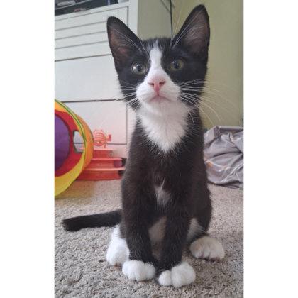 Enlarge Jenny Everett, adopt with a sibling, a Adoptable mixed breed in Hudson, MA image 2/3
