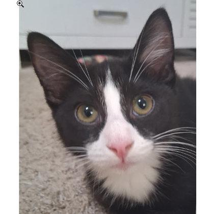 Enlarge Jenny Everett, adopt with a sibling, a Adoptable mixed breed in Hudson, MA image 3/3