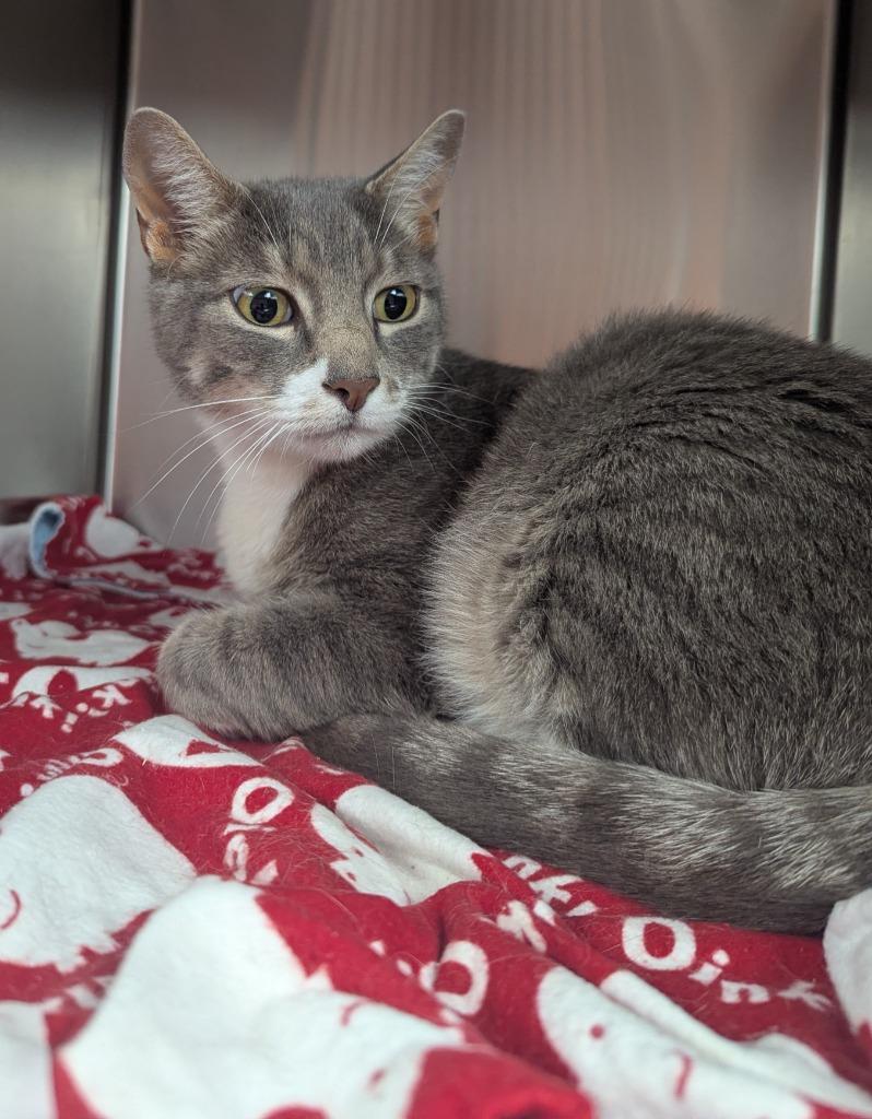 Thor, Adoptable, Adult Male Domestic Short Hair.
