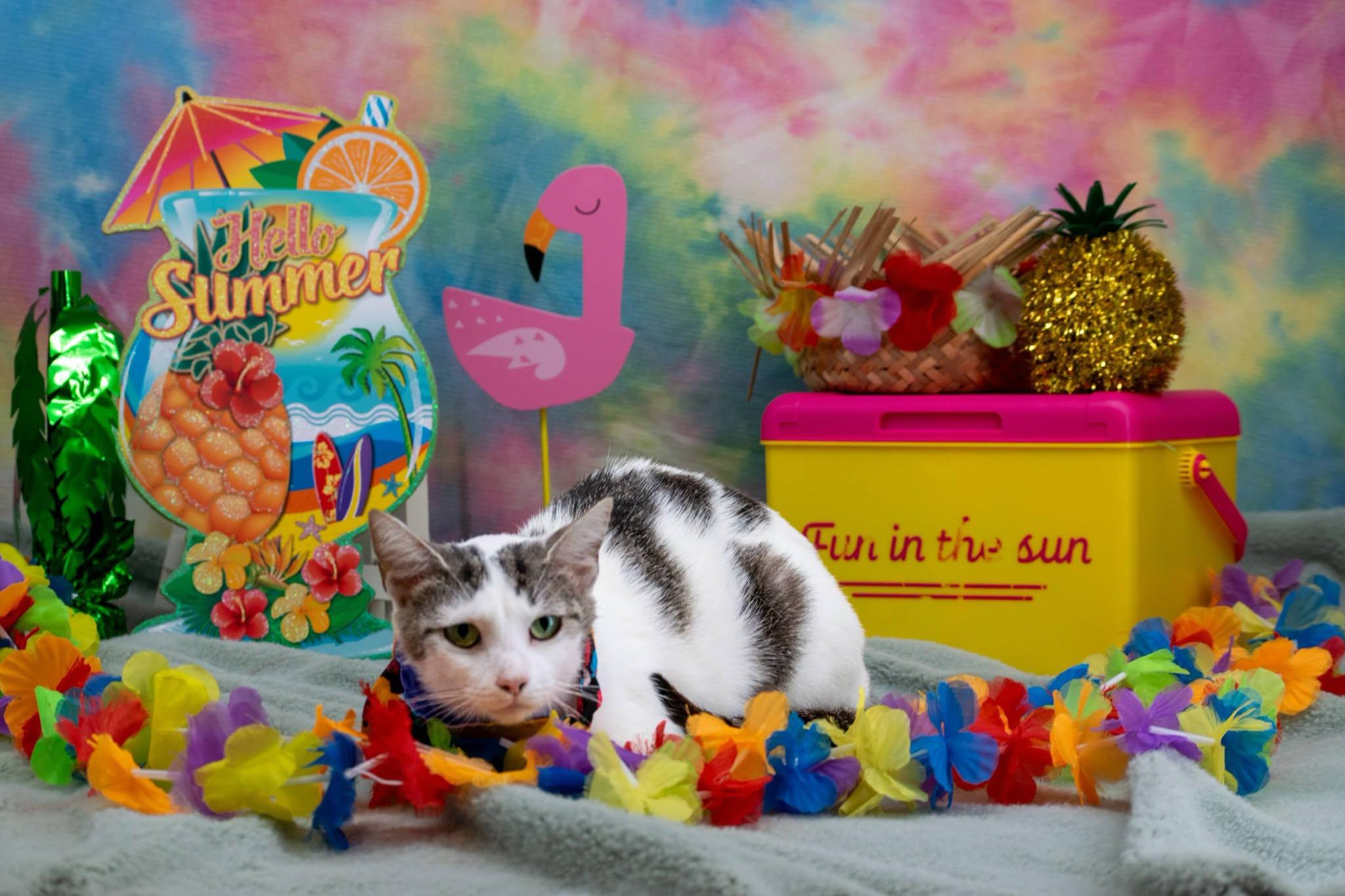 Summer, a ADOPTABLE Domestic Short Hair in Sevierville, TN image 3/3