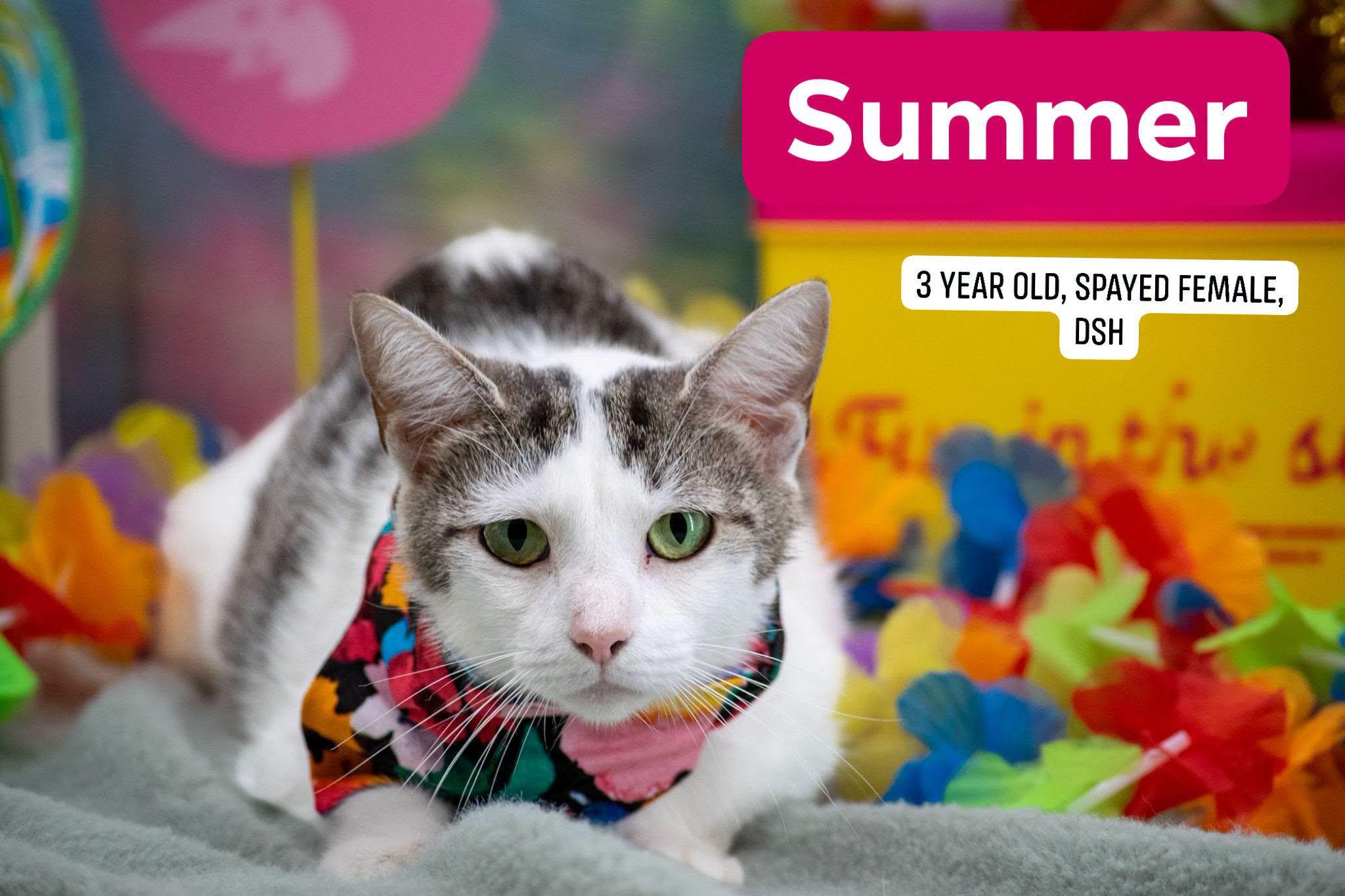 Summer, a ADOPTABLE Domestic Short Hair in Sevierville, TN image 1/3