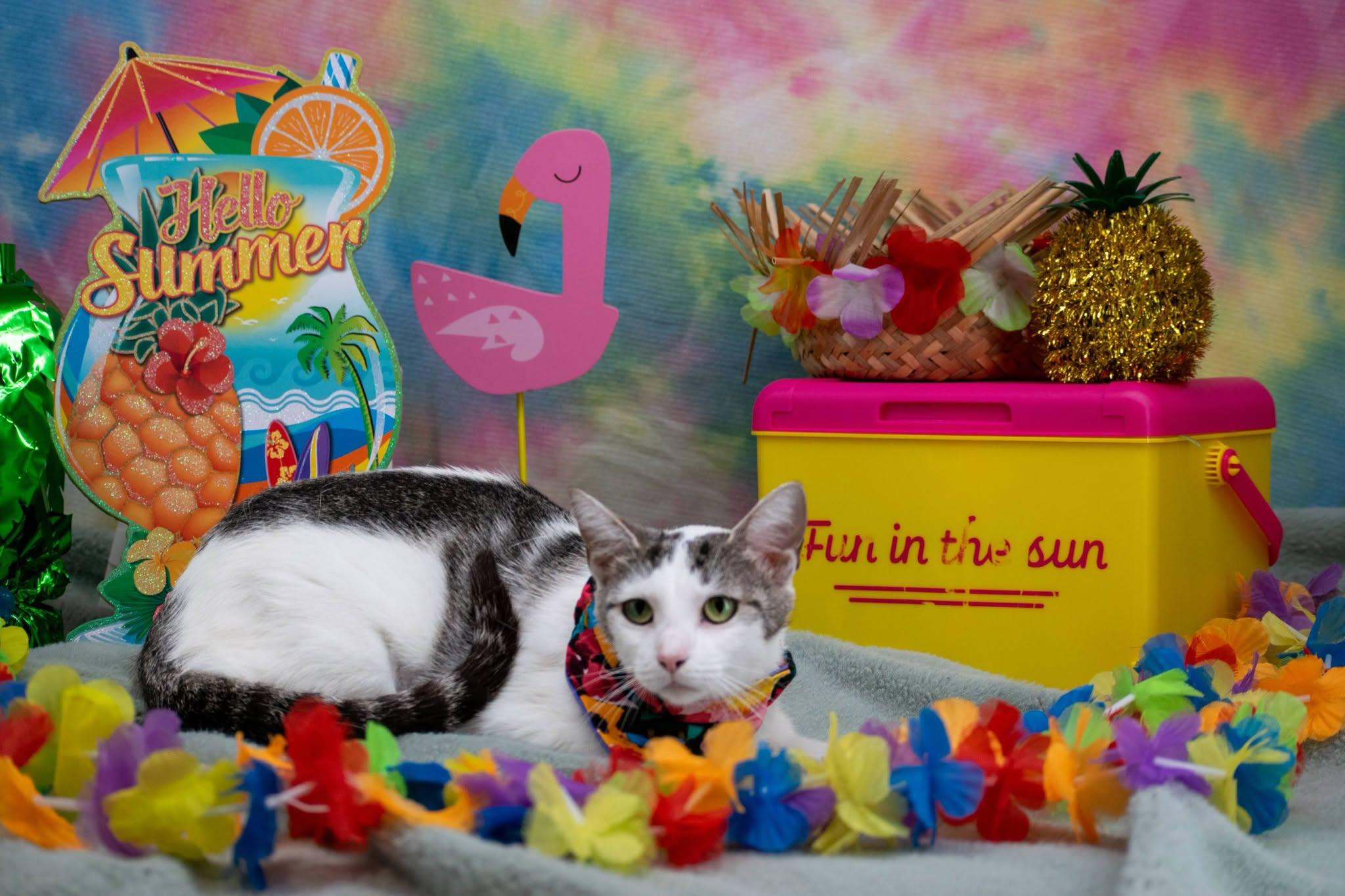 Summer, a ADOPTABLE Domestic Short Hair in Sevierville, TN image 2/3