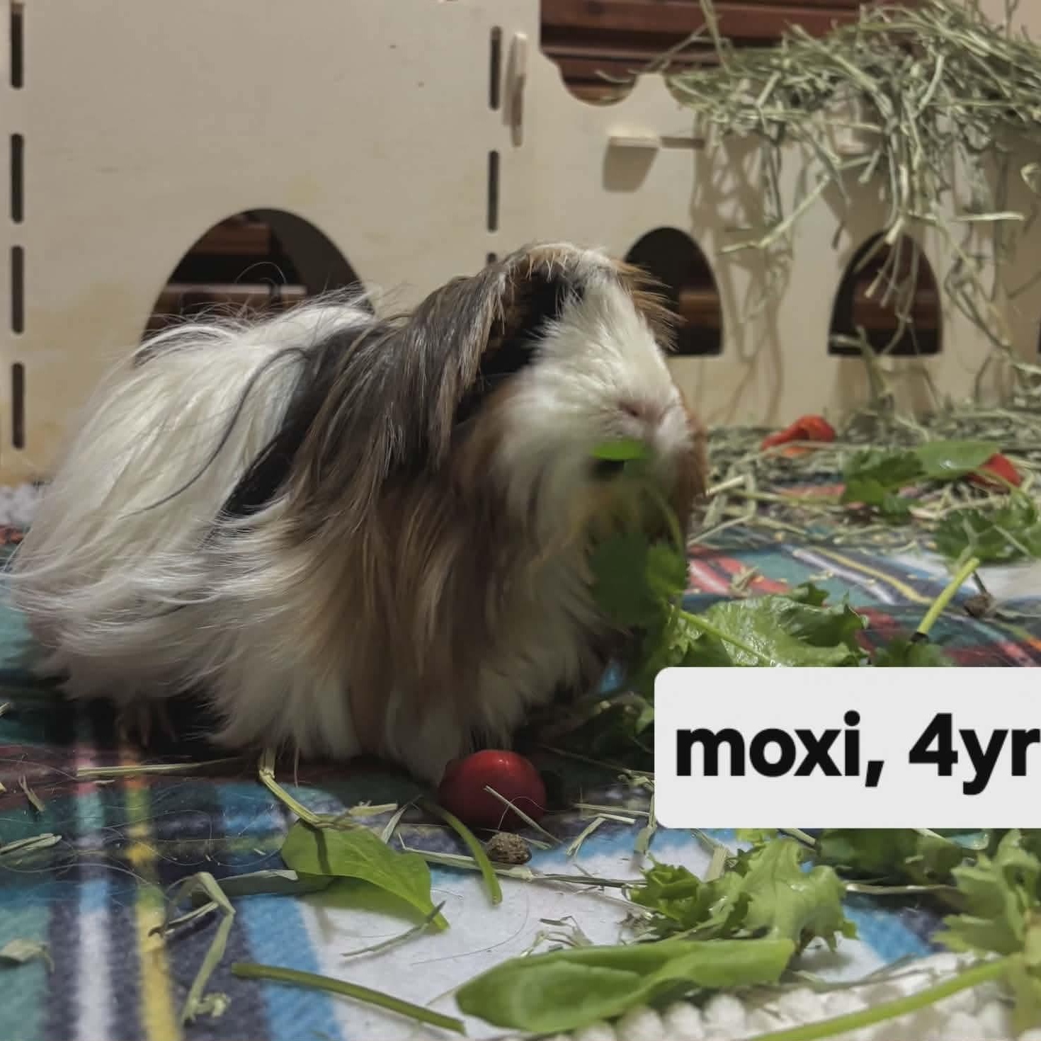 Moxi, adopted, Adult Female Guinea Pig.