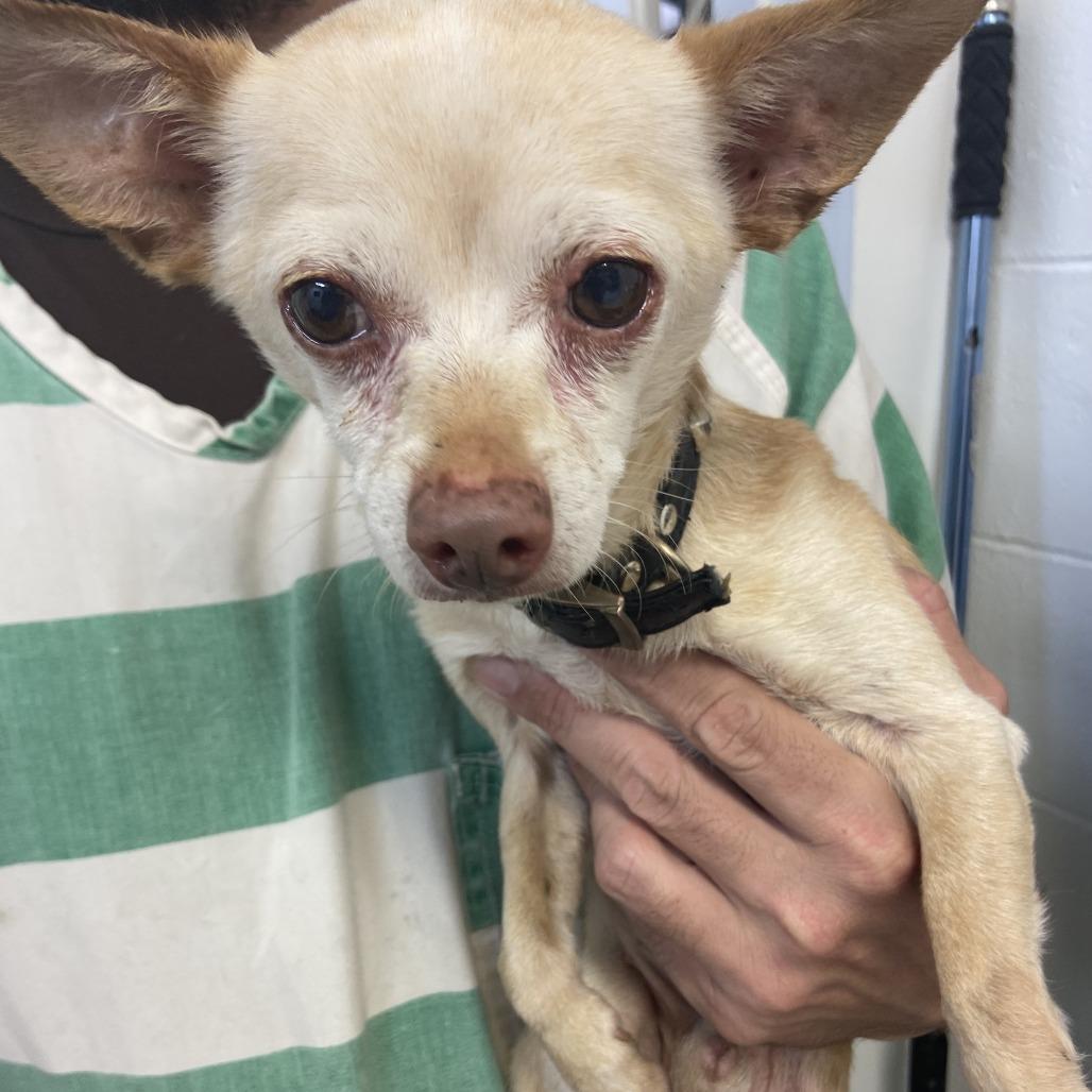 Enlarge Walter, a Adoptable Chihuahua in Melrose, FL image 1/2