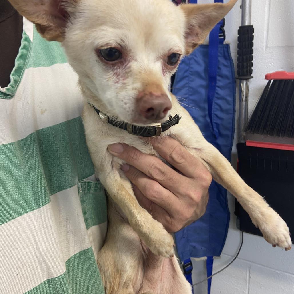 Enlarge Walter, a Adoptable Chihuahua in Melrose, FL image 2/2