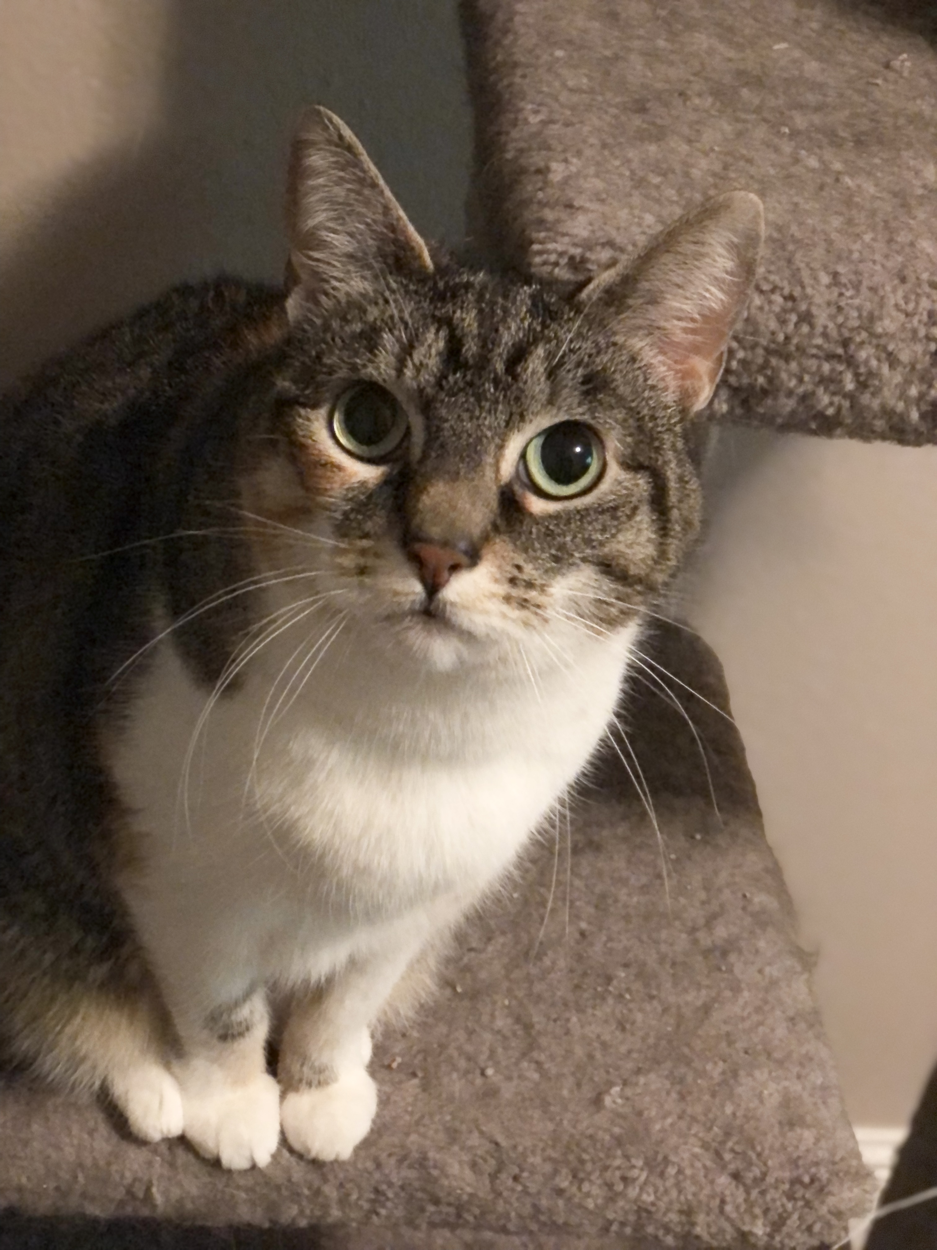 Duchess, a Adoptable Domestic Short Hair in Puyallup, WA image 3/6