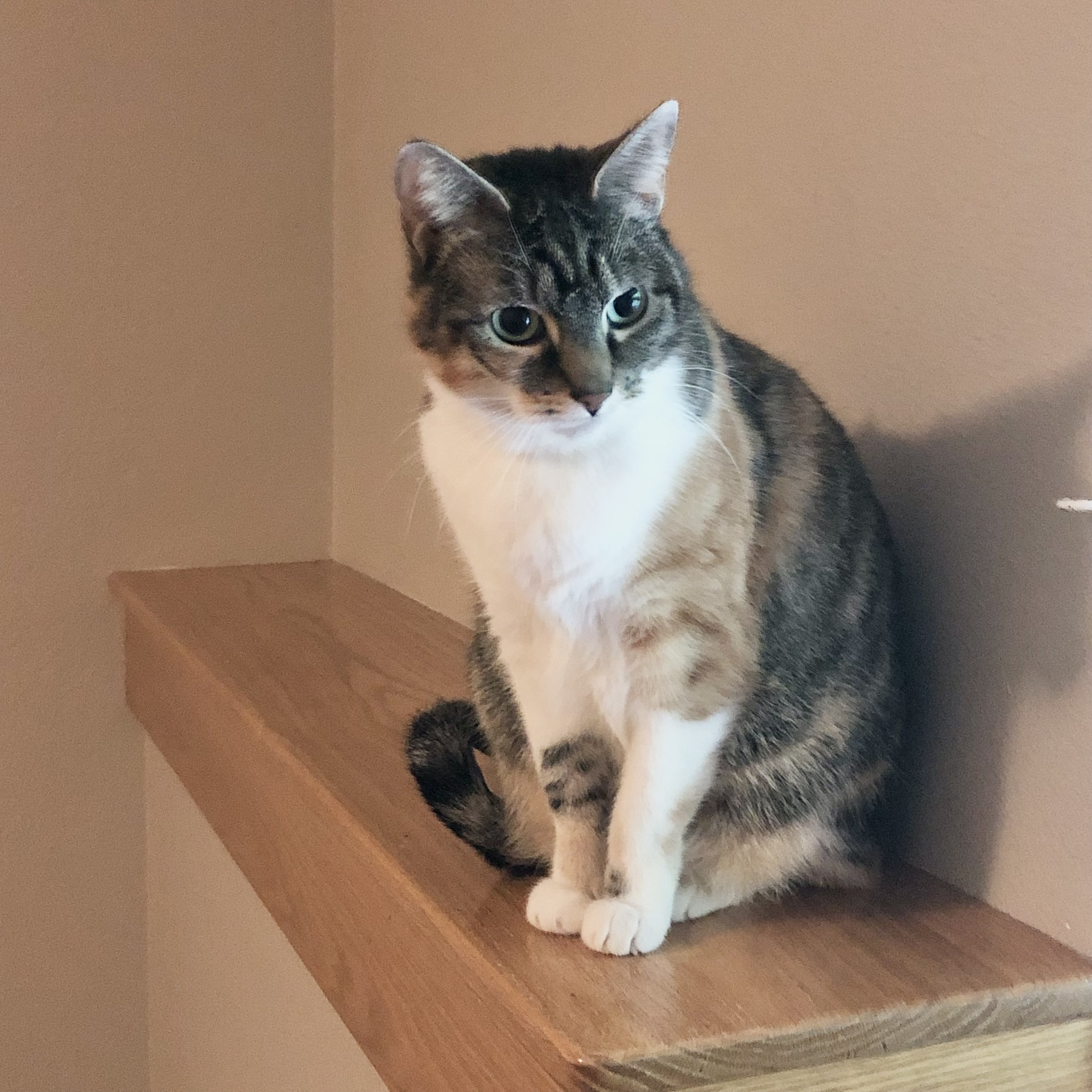 Duchess, a Adoptable Domestic Short Hair in Puyallup, WA image 1/6