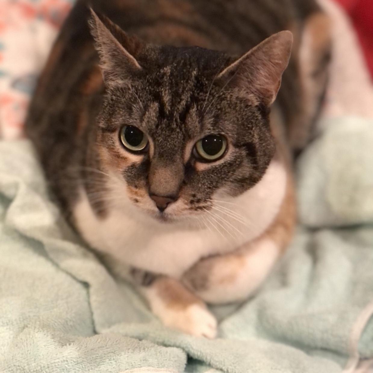 Duchess, Adoptable, Adult Female Domestic Short Hair.