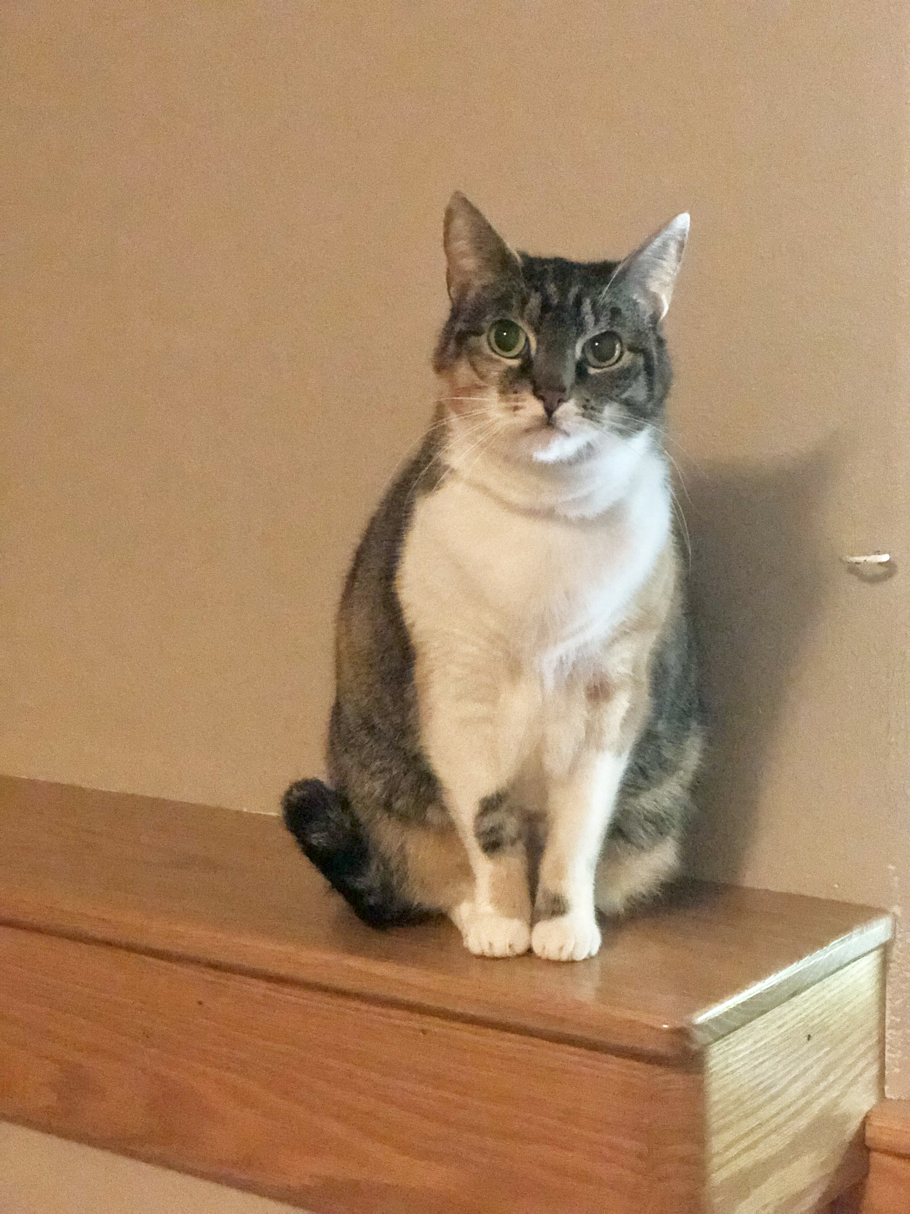 Duchess, a Adoptable Domestic Short Hair in Puyallup, WA image 4/6