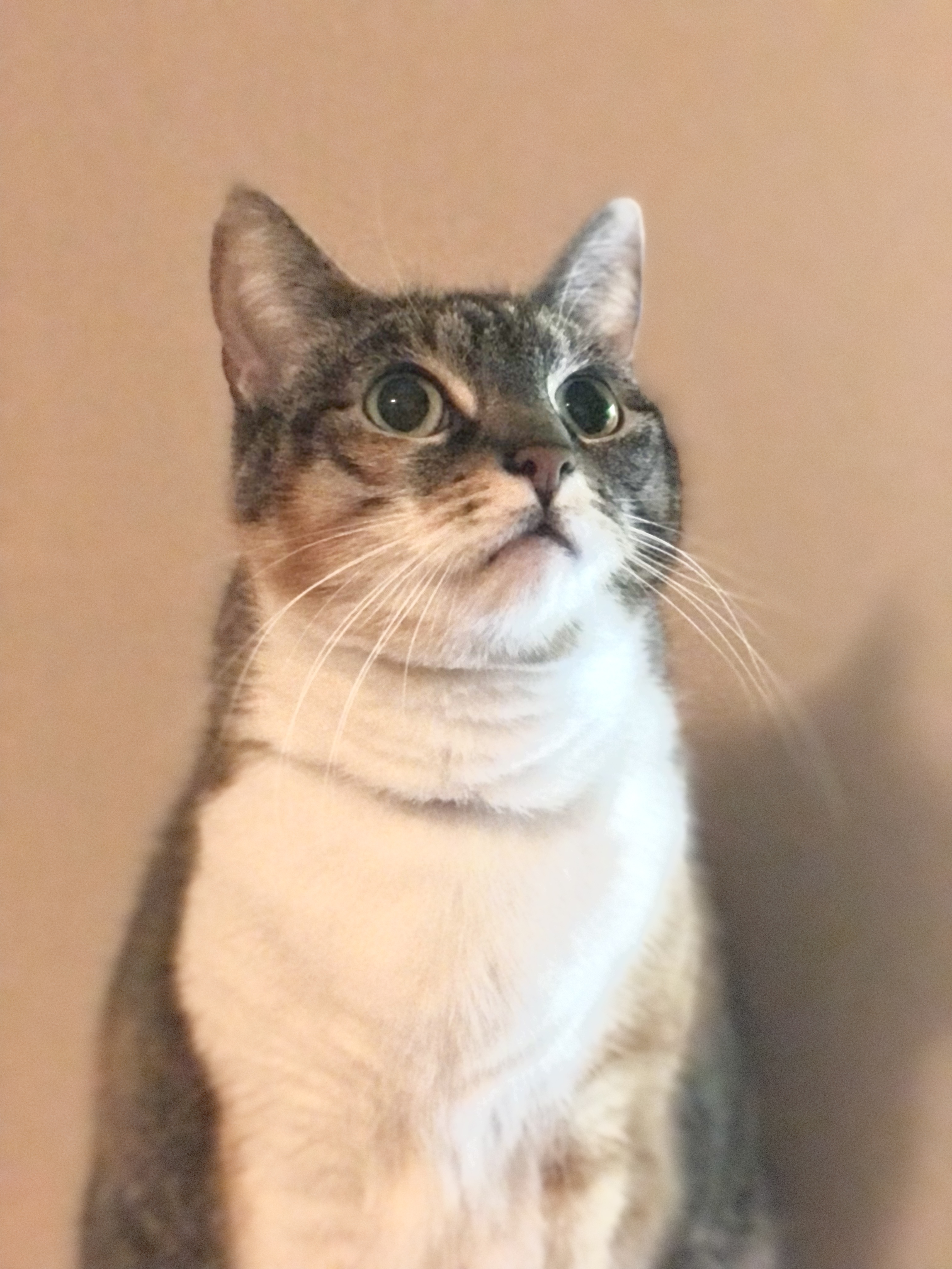 Duchess, a Adoptable Domestic Short Hair in Puyallup, WA image 5/6