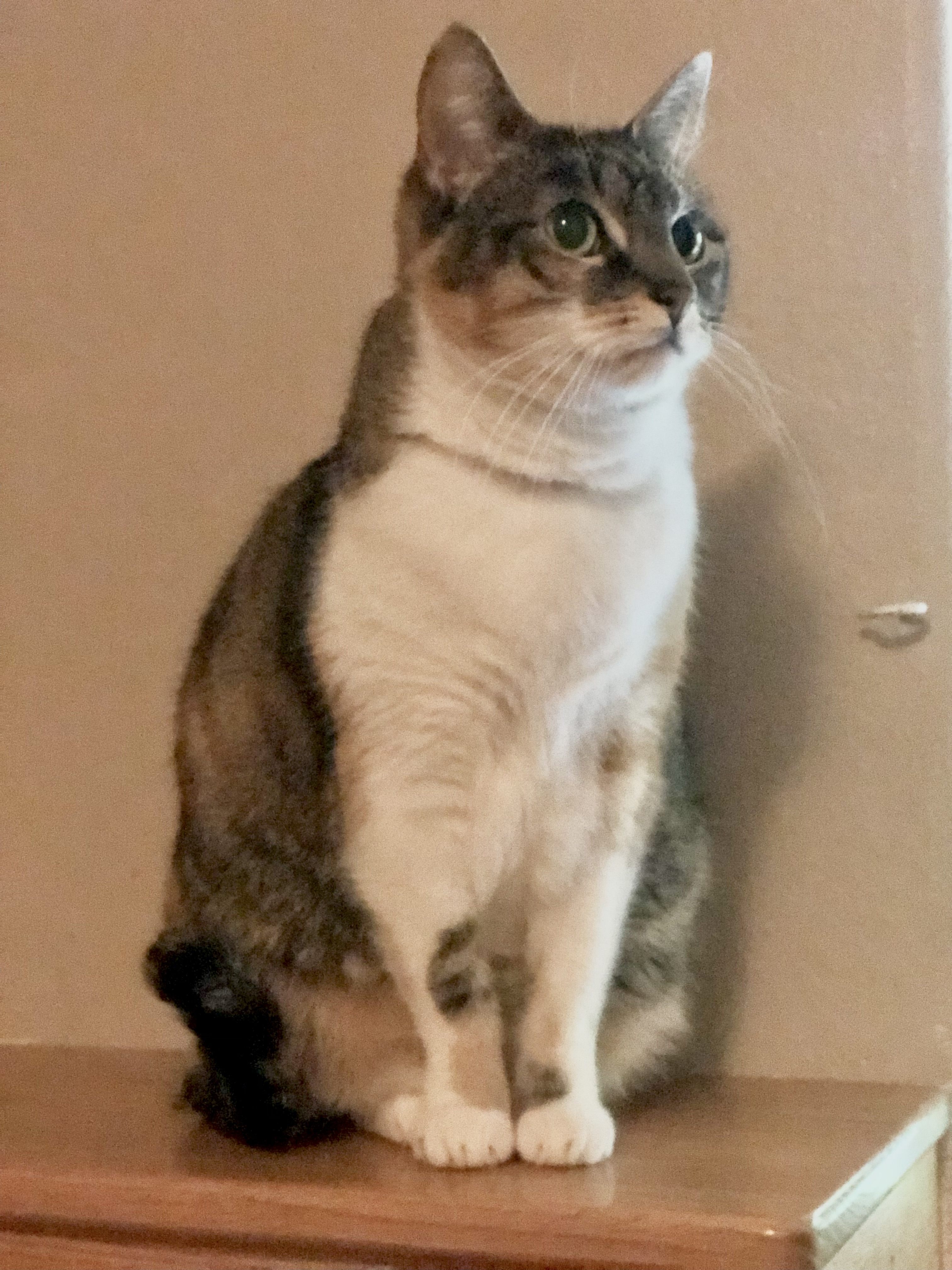 Duchess, a Adoptable Domestic Short Hair in Puyallup, WA image 6/6