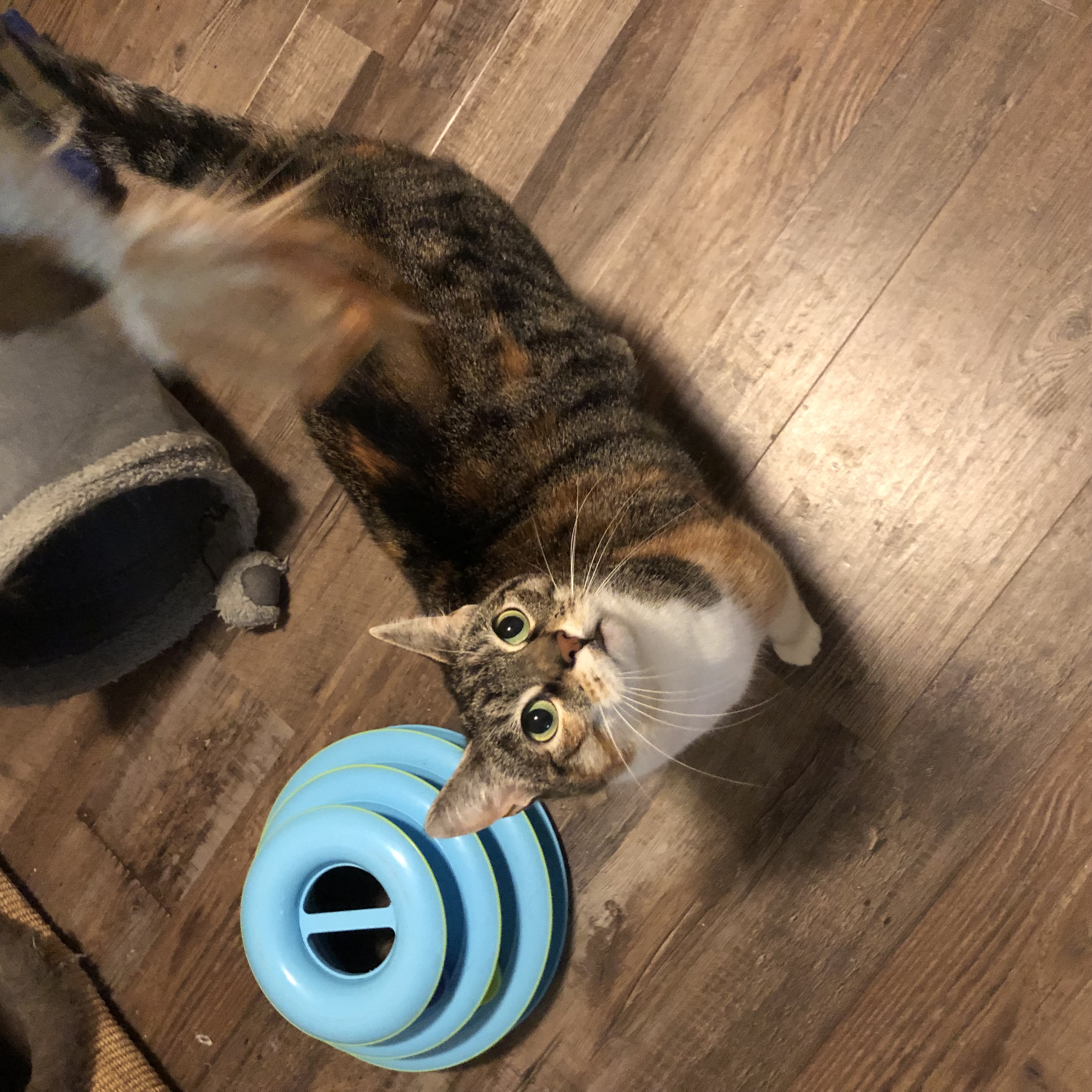 Duchess, a Adoptable Domestic Short Hair in Puyallup, WA image 2/6