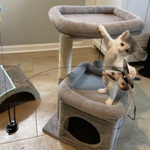 Ash, Adoptable, Kitten Female Domestic Short Hair.